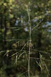 Fall panicgrass